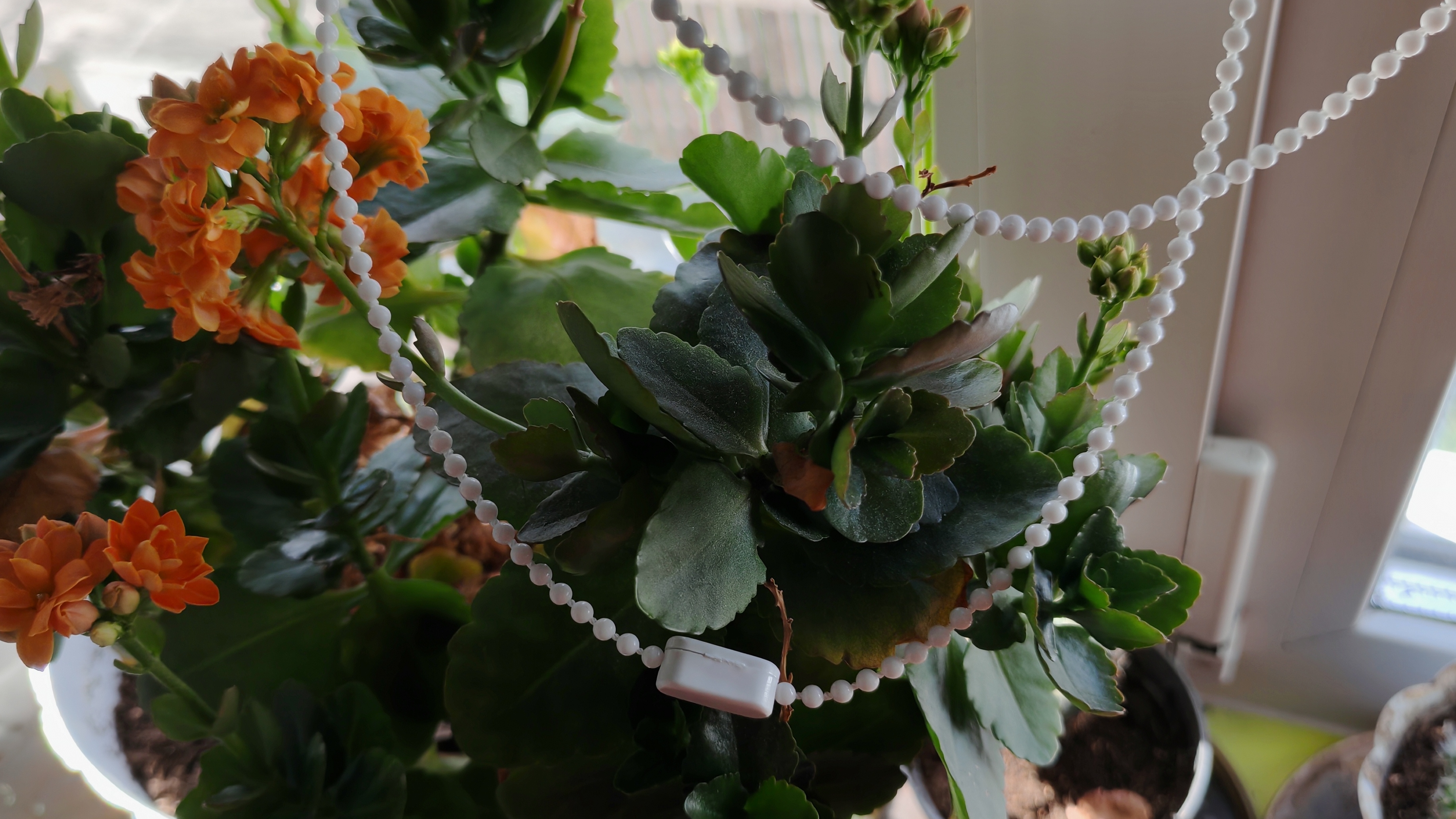 деревенская соната