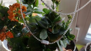 деревенская соната