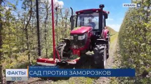 Возвратные заморозки: как садоводы Кубани защищают деревья от низких температур