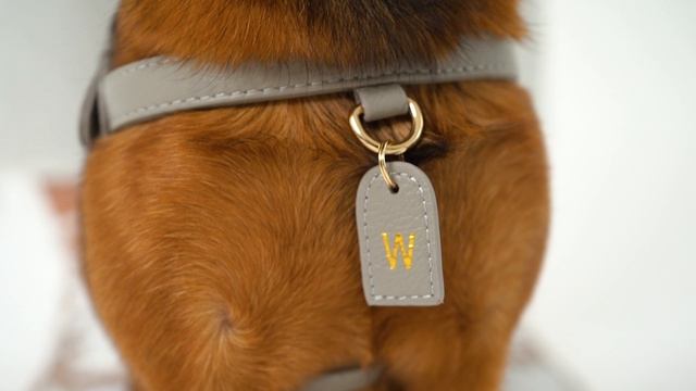 Кожаная амуниция для питомцев Tesoro Collezione