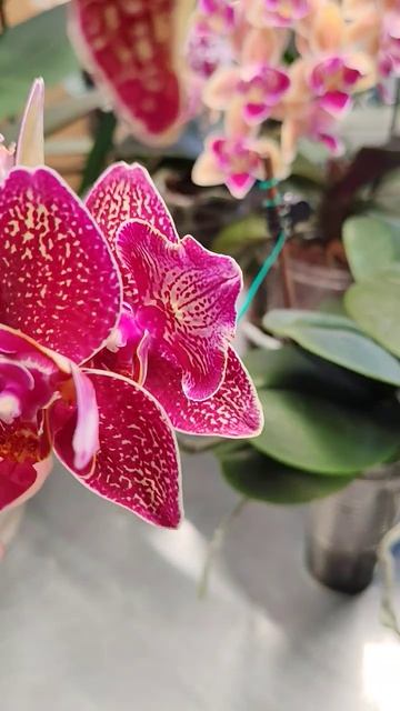 Phal. Cherry Bomb