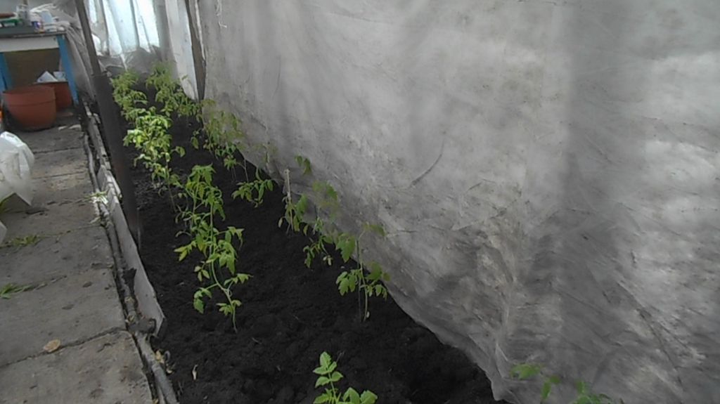 ДАЧА 29.04.26 г.ВЫСАЖИВАЕМ ОЧЕРЕДНЫЕ ТОМАТЫ В ТЕПЛИЦУ