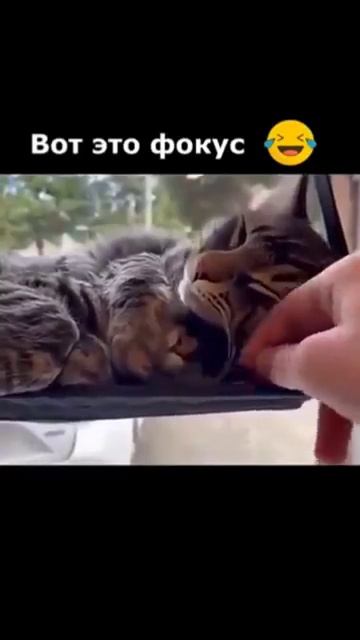 Сюрприз в конце #видео #тренды #тренд #рекомендации #трендытиктока #кошка #кошки #приколы