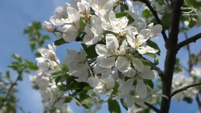 ОДНОЙ ТЕБЕ! ОЧЕНЬ КРАСИВАЯ НЕЖНАЯ МУЗЫКА. Relax grishchuksergey