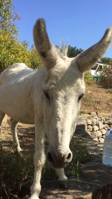 Дикая природа