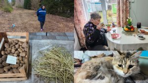 Прогулки ,чаепитие ,ростки картофельные ,уколы для Маськи .