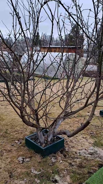 Обрезка яблони