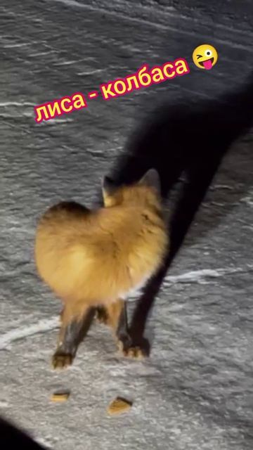 Встретили Лису - отдали колбасу 🫣😜