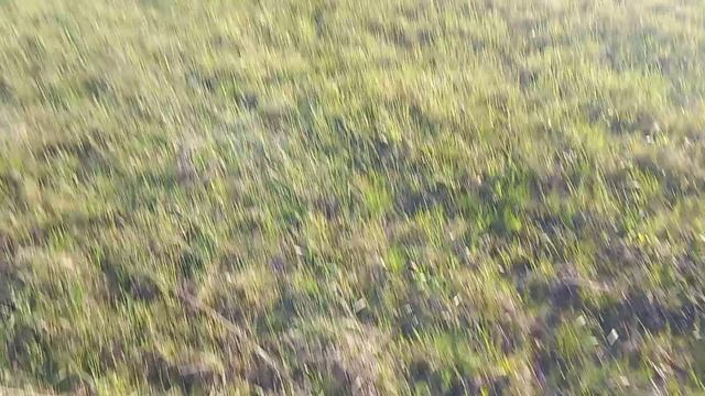 Апрельский поиск грибов в поле