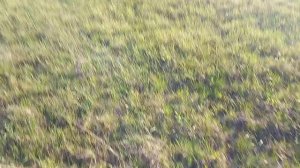 Апрельский поиск грибов в поле