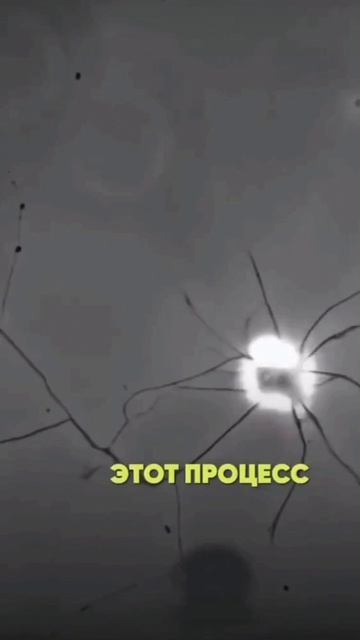 зарождение