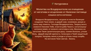 Молитва очищение от негатива и исцеление от болезни питомца