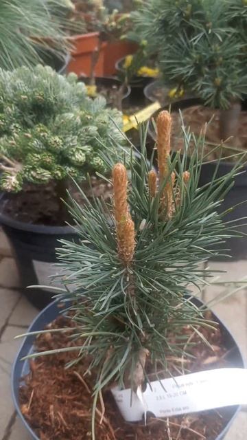 ❤🌲Сосна Фастигиата колоновидная
✔Продажа растений в макс и телеграм канале: Https://t.me/love_is_hvo