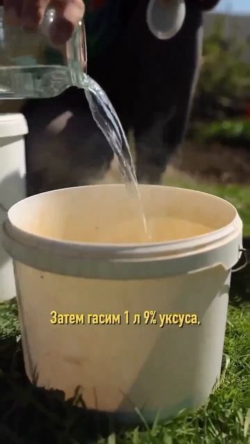 Сливы просто завалят вас своим урожаем