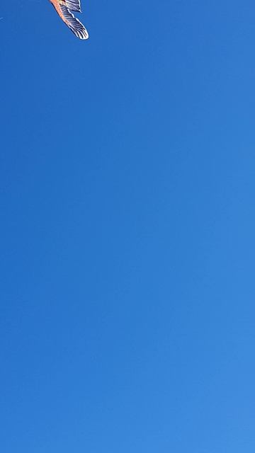 Отпугиватель птиц 