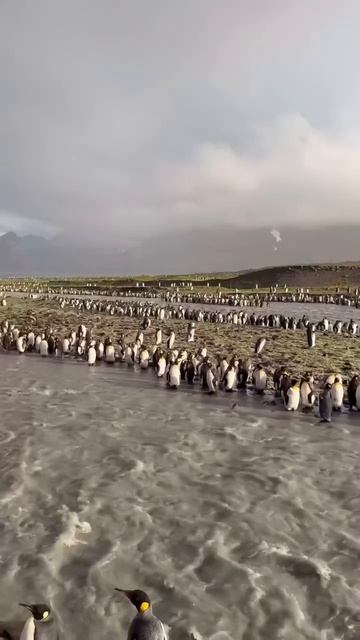 Армия пингвинов в Южной Георгии