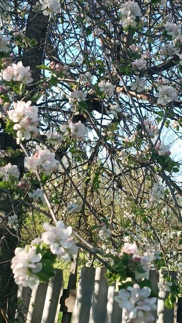 Всё цветёт и пахнет Крымск