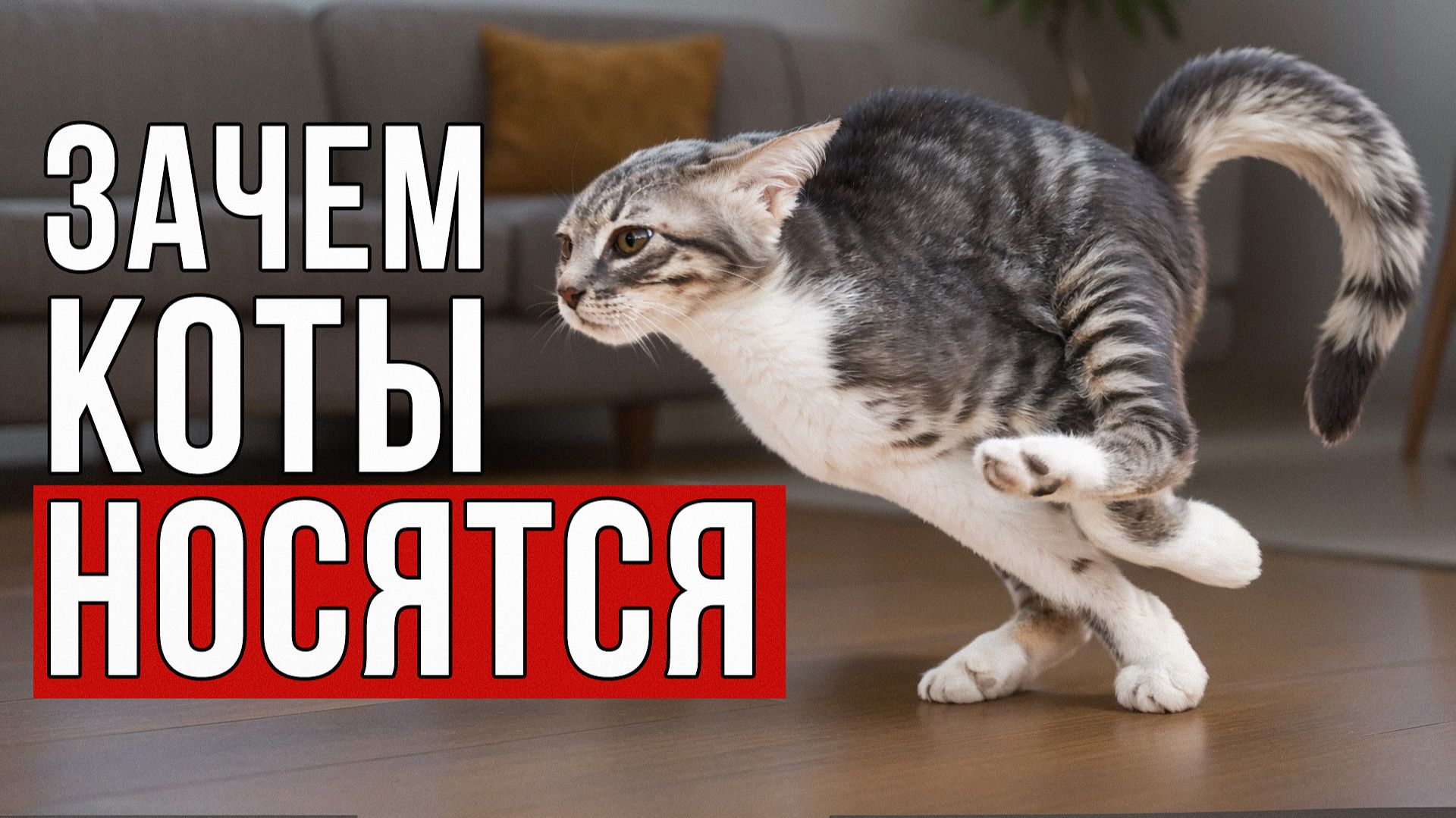 Почему кот НОСИТСЯ по квартире как сумасшедший