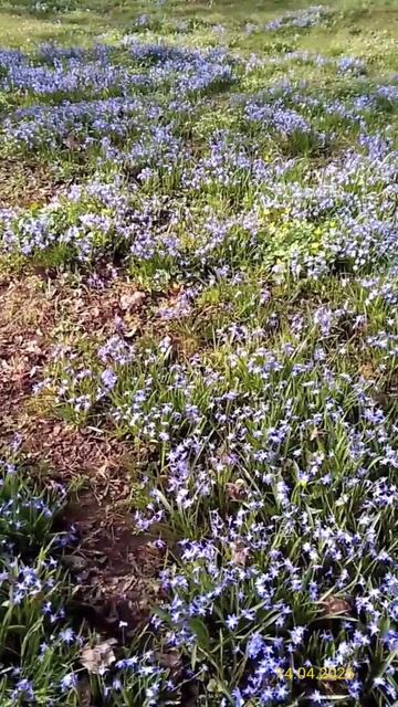 Хиондокса 14.04.2026