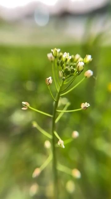 ЛЮБИТЕ ЖИЗНЬ! ОНА ПРЕКРАСНА!