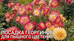 КАК ПРАВИЛЬНО РАЗДЕЛИТЬ И ПОСАДИТЬ КЛУБНИ ГЕОРГИН ВЕСНОЙ