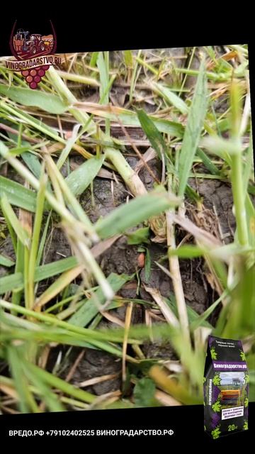 Vredo сеялки эффективный подсев в междурядьях виноградников