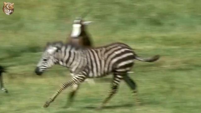 Зебры - прекрасные животные!