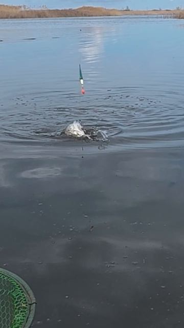 Рыбалка на поплавок