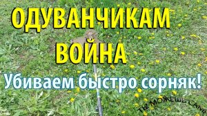 Как избавиться от одуванчиков на участке ОЧЕНЬ БЫСТРО!!!