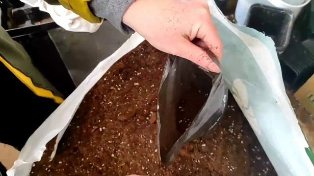 Интересный способ выращивания лилий.