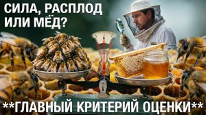 Как сравнивать пчелосемьи: по силе, расплоду или мёду? Отвечает профессор Кашковский 📊🐝