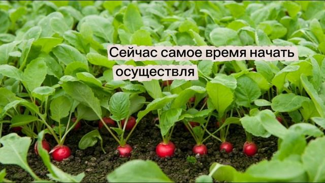 Земельные участки ИЖС Новоалексеевск