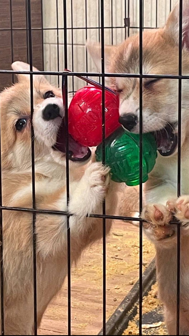 Корги и мячик