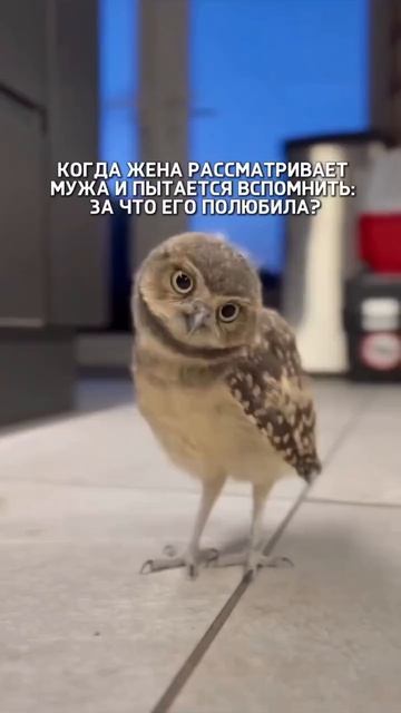 Видео от Департамент Вирусного Контента | ДВК