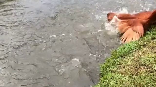 Высота своя у каждого