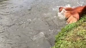 Высота своя у каждого