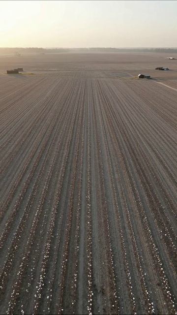 Засеянные поля в утреннем светиле природа сельское_хозяйство