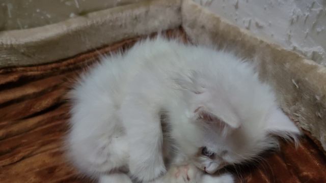 Котенок Микки в своем кошачьем домике. Кошка-мать и ее котята.