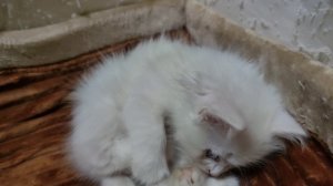 Котенок Микки в своем кошачьем домике. Кошка-мать и ее котята.
