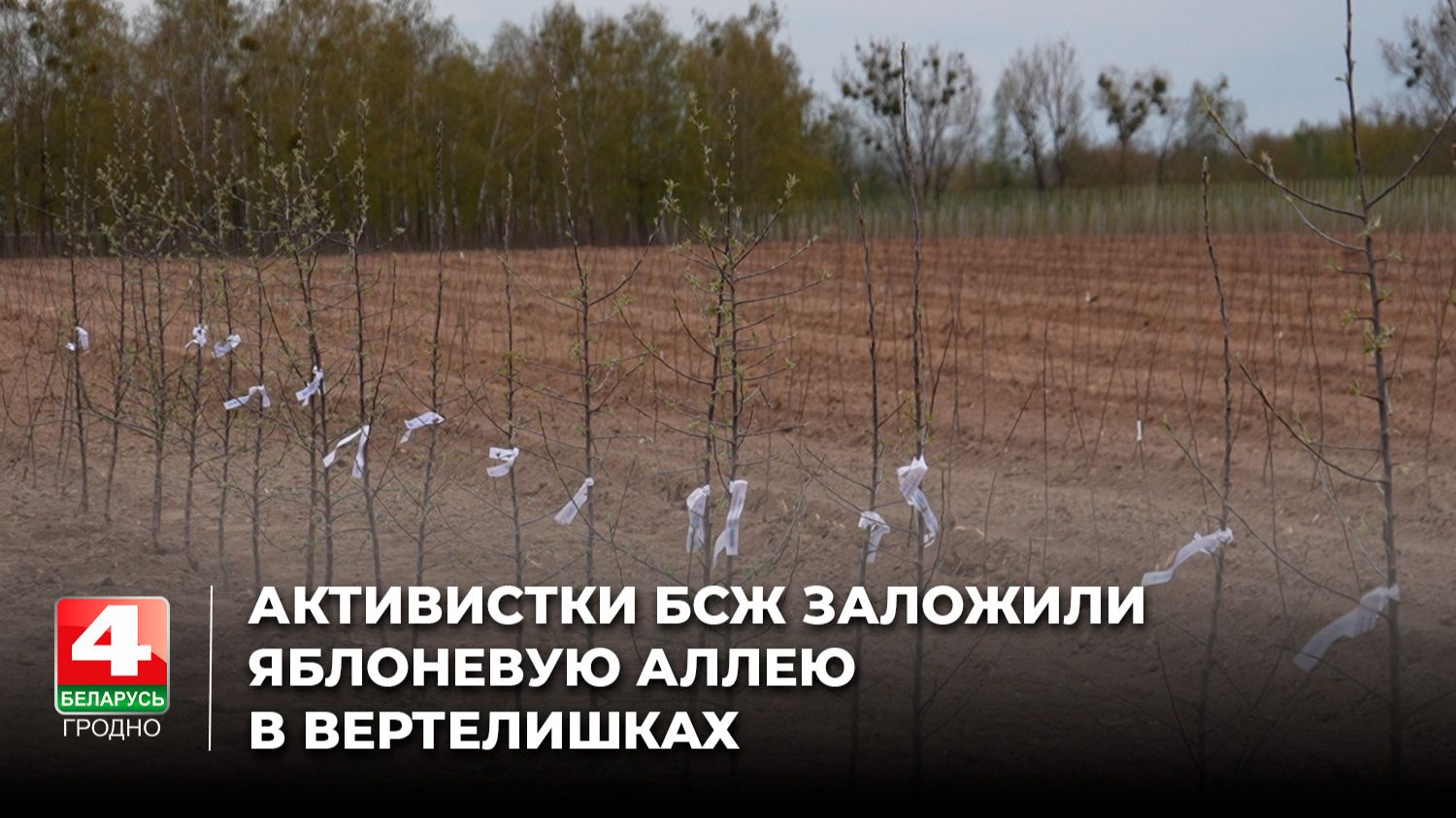 Активистки БСЖ заложили яблоневую аллею в Вертелишках