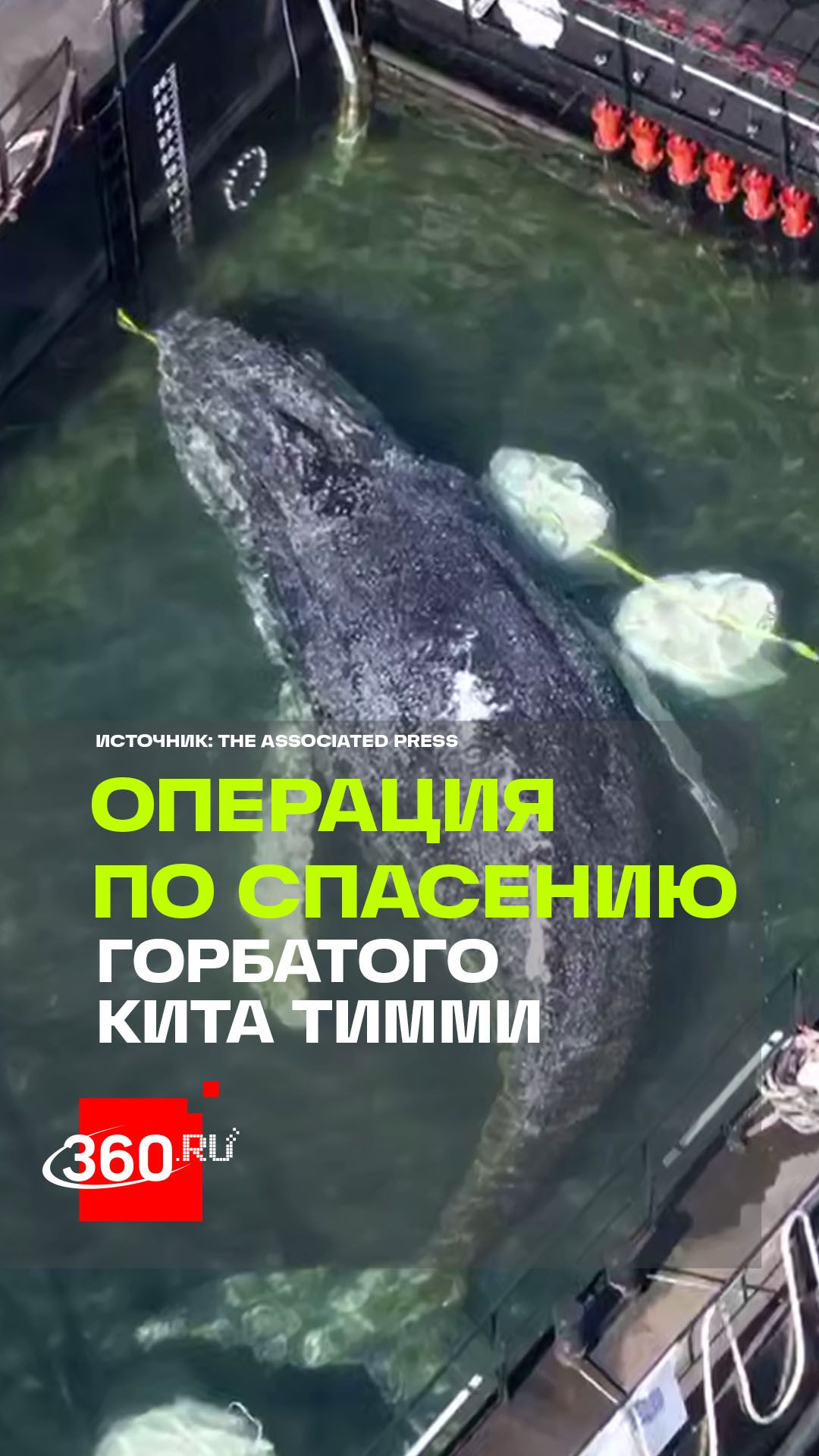 Кита Тимми спасают в Германии: тысячи следят за операцией