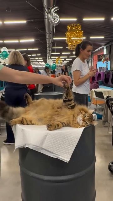 Автор видео: Pettrip