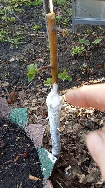 Привил яблоню