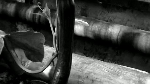 1979 год. Тюмень. Тепличное хозяйство