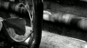 1979 год. Тюмень. Тепличное хозяйство