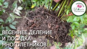 Как поделить и посадить многолетние цветы