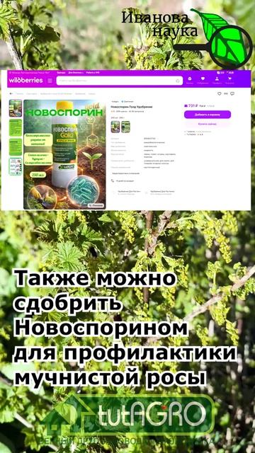 🍓ЦВЕТКИ ПОЧЕРНЕЮТ! 🥶Срочно спасаем клубнику и смородину! Как защитить урожай от заморозков. Рецепт