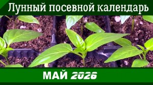 Лунный КАЛЕНДАРЬ САДОВОДА-ОГОРОДНИКА НА МАЙ 2026 года. Что и когда нужно сеять в мае