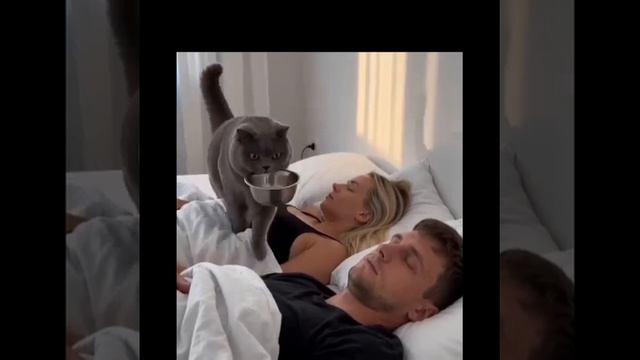 Типичное утро кошатников 😂