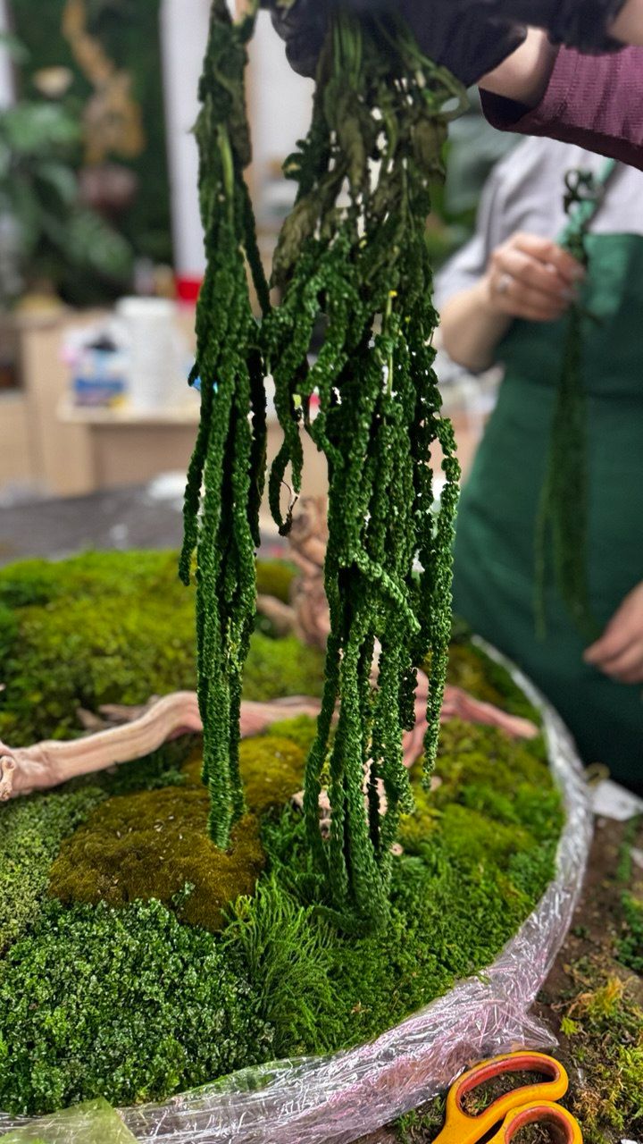 Стаб растения